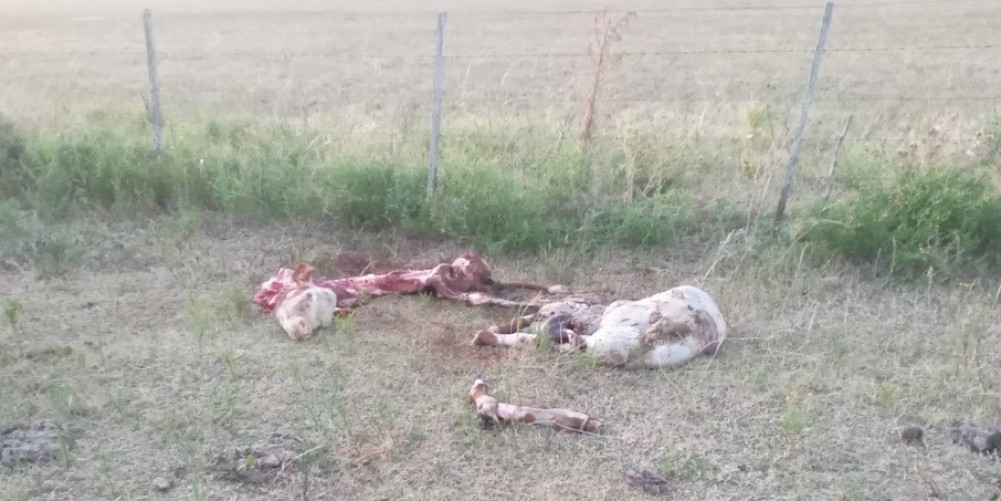 Faenan un vacuno en un campo aledaño a Urdinarrain