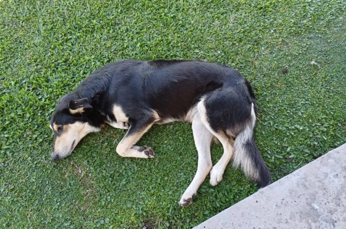 Concejal del PRO y su esposo de A.San Antonio denunciados por maltrato animal 