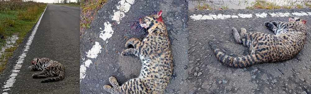 Encontraron atropellado un Gato Montés grande o cachorro de Yaguareté, en Zona Britos Parera