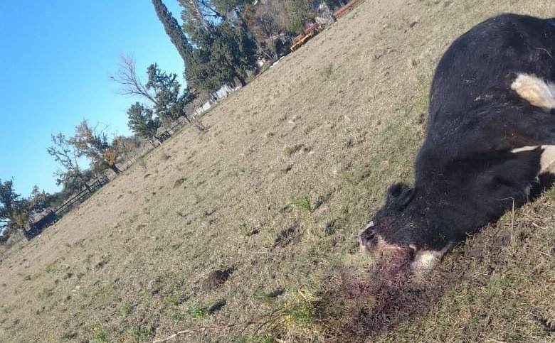 MISTERIO EN EL CAMPO: hallan una vaca mutilada en Colonia Italiana