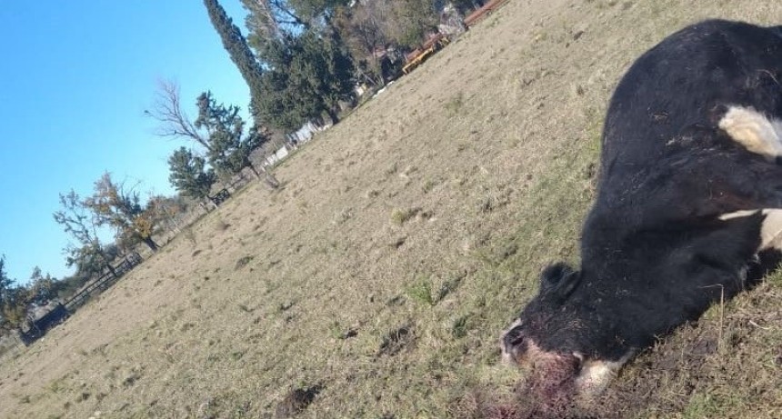 MISTERIO EN EL CAMPO: hallan una vaca mutilada en Colonia Italiana
