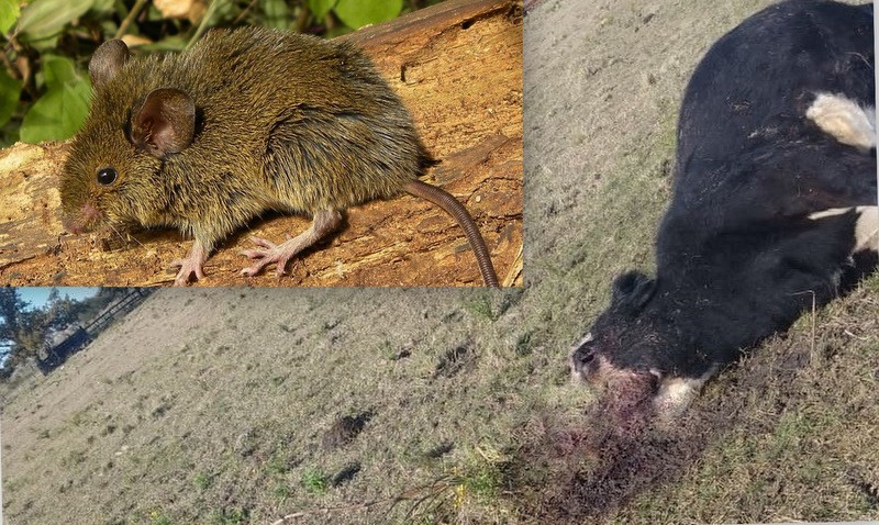 As&iacute; descubrieron al &ldquo;chupacabras&rdquo;: la investigaci&oacute;n cient&iacute;fica que revel&oacute; el misterio de los animales mutilados