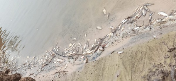 Mortandad de Peces en Arenas Blancas Rio Gualeguay