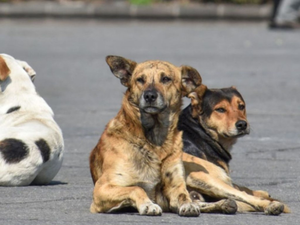 Preocupación en el Belgrano; denuncian envenenamiento de perros en el barrio