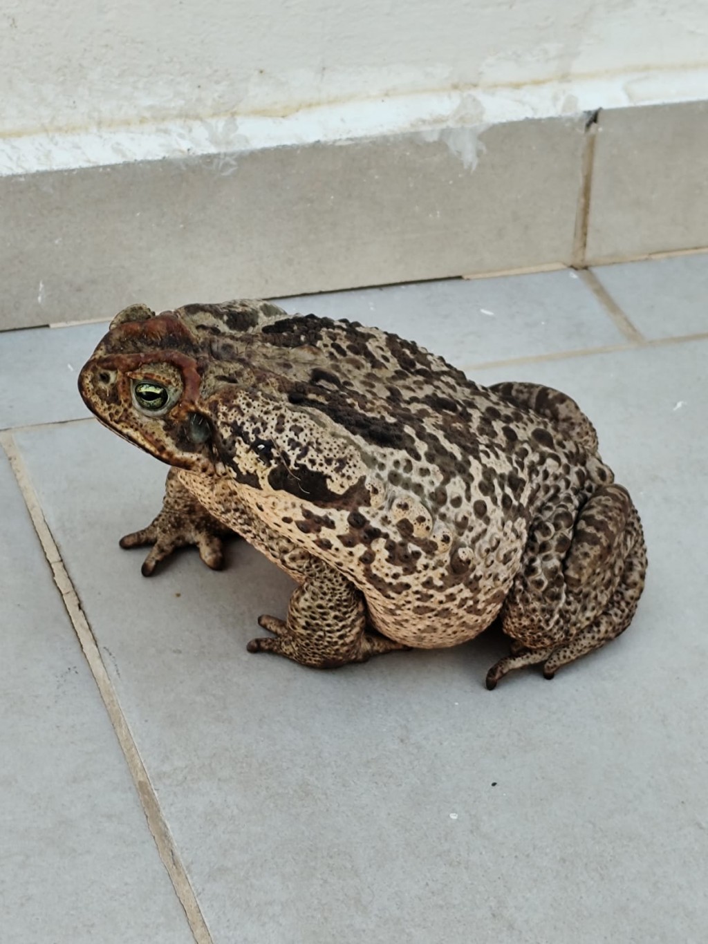 ⚠️ ALERTA EN URDINARRAIN:  UN SAPO GIGANTE HABRÍA PROVOCADO LA MUERTE DE DOS PERROS