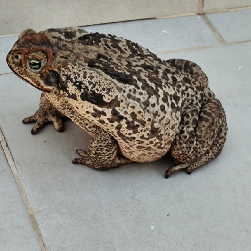 ⚠️ ALERTA EN URDINARRAIN:  UN SAPO GIGANTE HABRÍA PROVOCADO LA MUERTE DE DOS PERROS